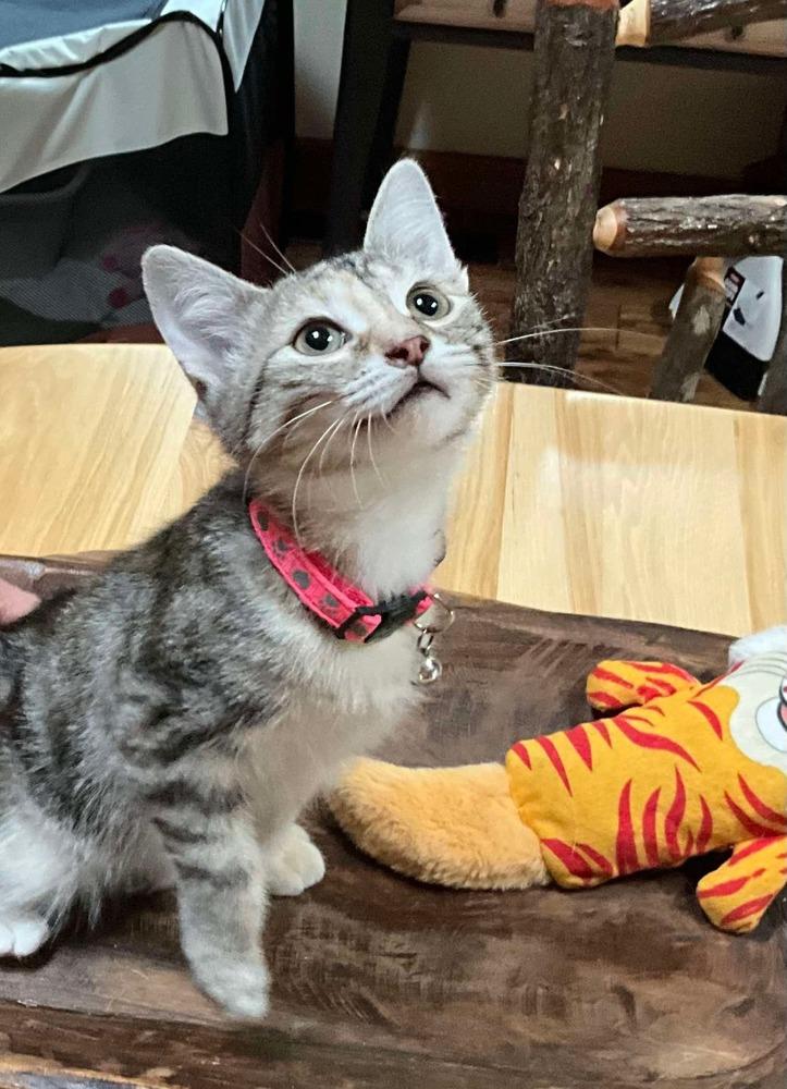 Tuttie Fruity, Adoptable, Kitten Female Domestic Short Hair & Tabby.