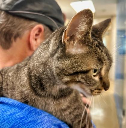 Enlarge Bobbie, a Adoptable mixed breed in North Richland Hills, TX image 1/2