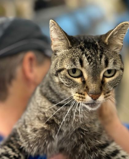 Enlarge Bobbie, a Adoptable mixed breed in North Richland Hills, TX image 2/2