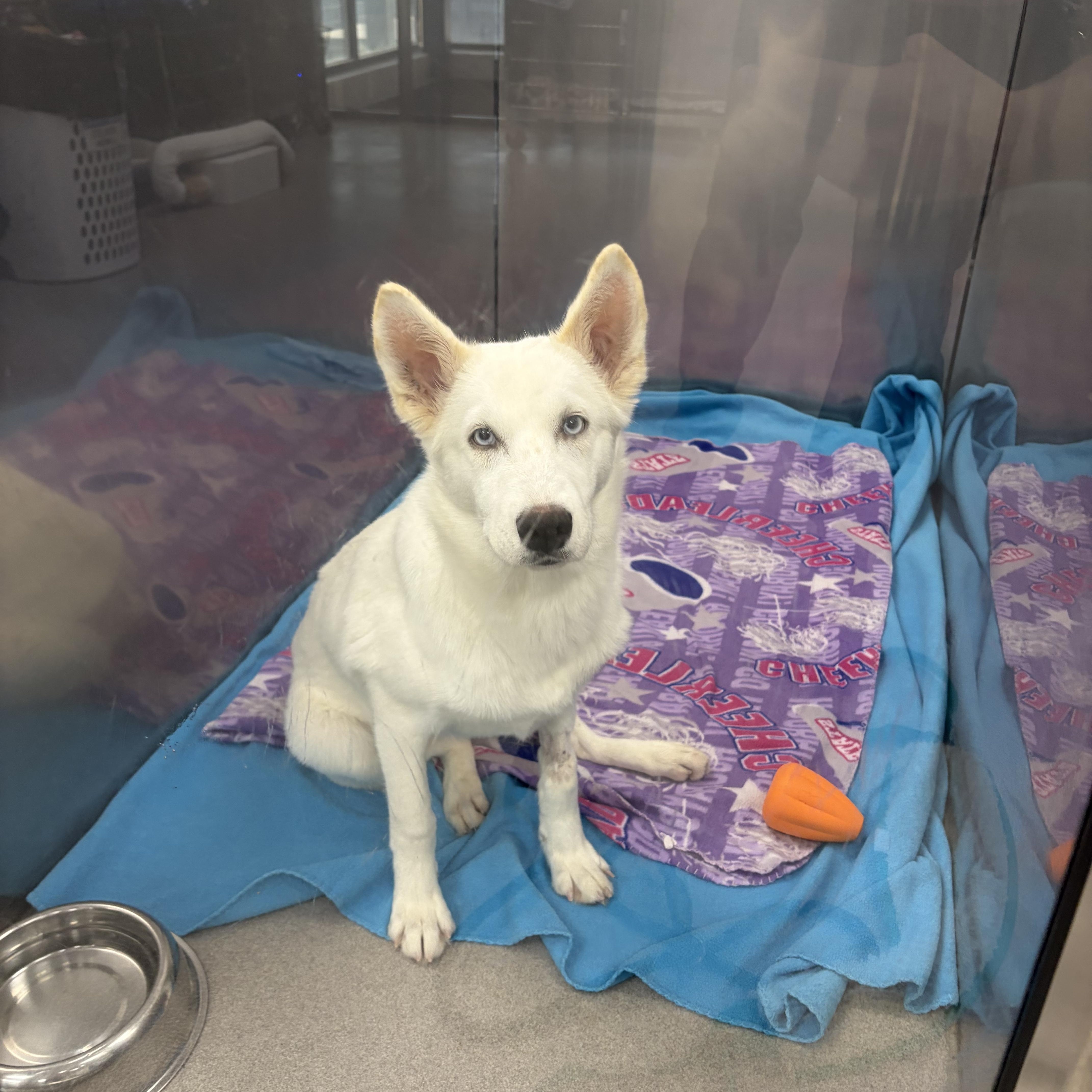 Isabell, a Adoptable mixed breed in Portage, IN image 4/4