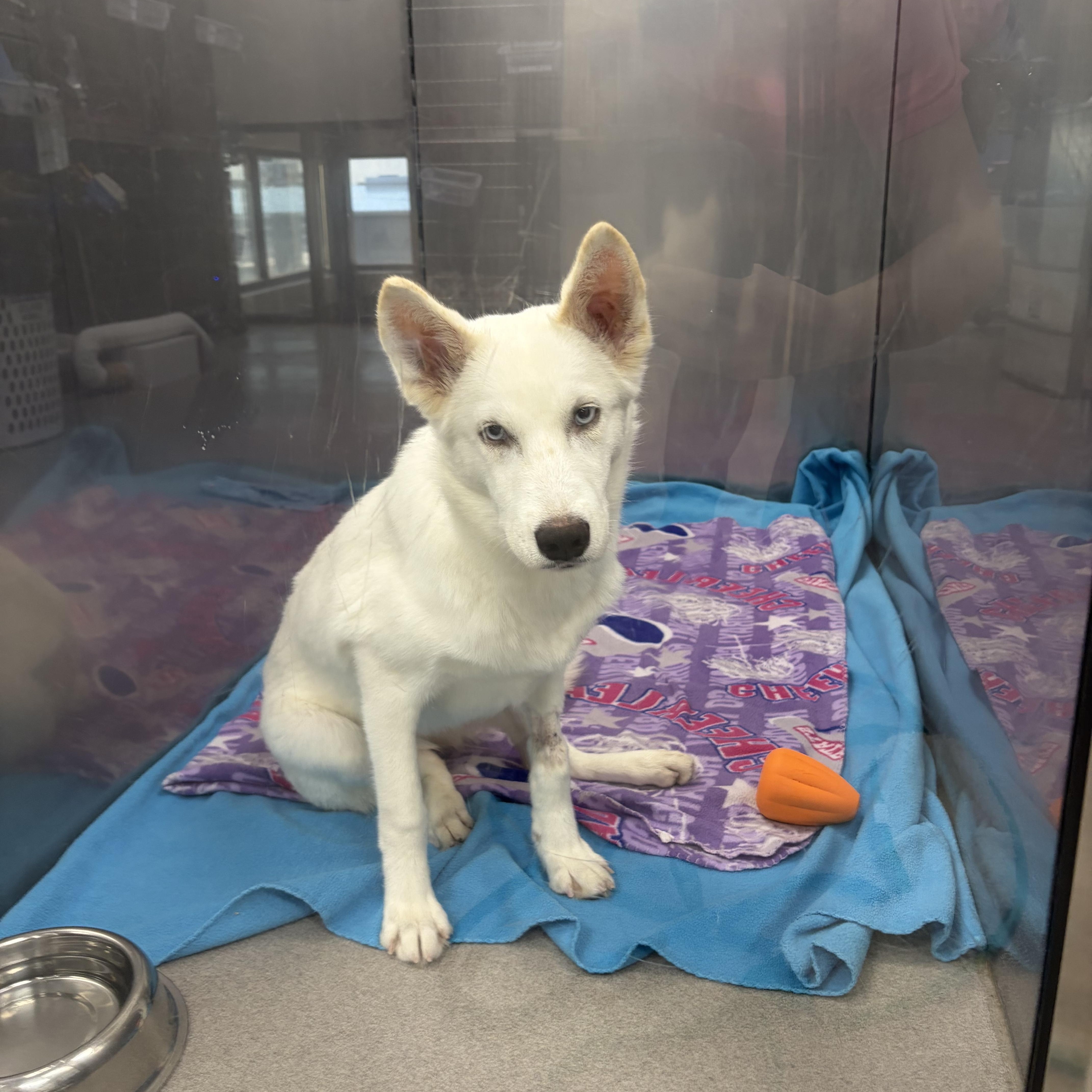 Isabell, a Adoptable mixed breed in Portage, IN image 2/4