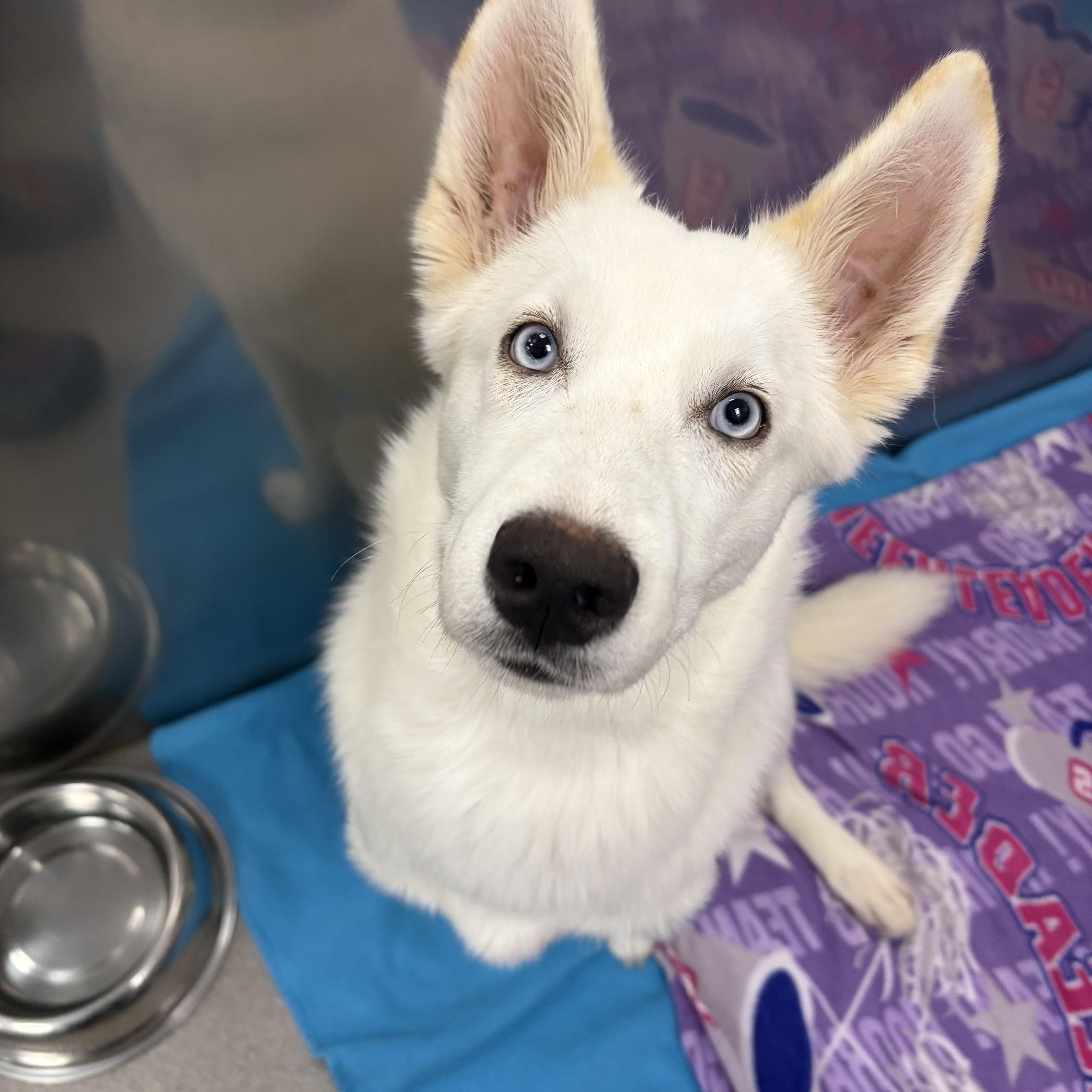 Isabell, a Adoptable mixed breed in Portage, IN image 3/4