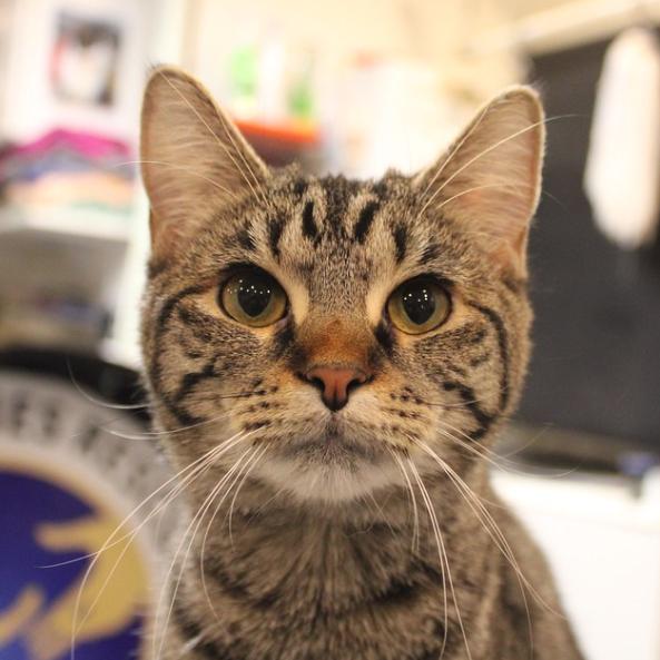 Enlarge Moxy, a Adoptable Domestic Short Hair in Defiance, OH image 1/6