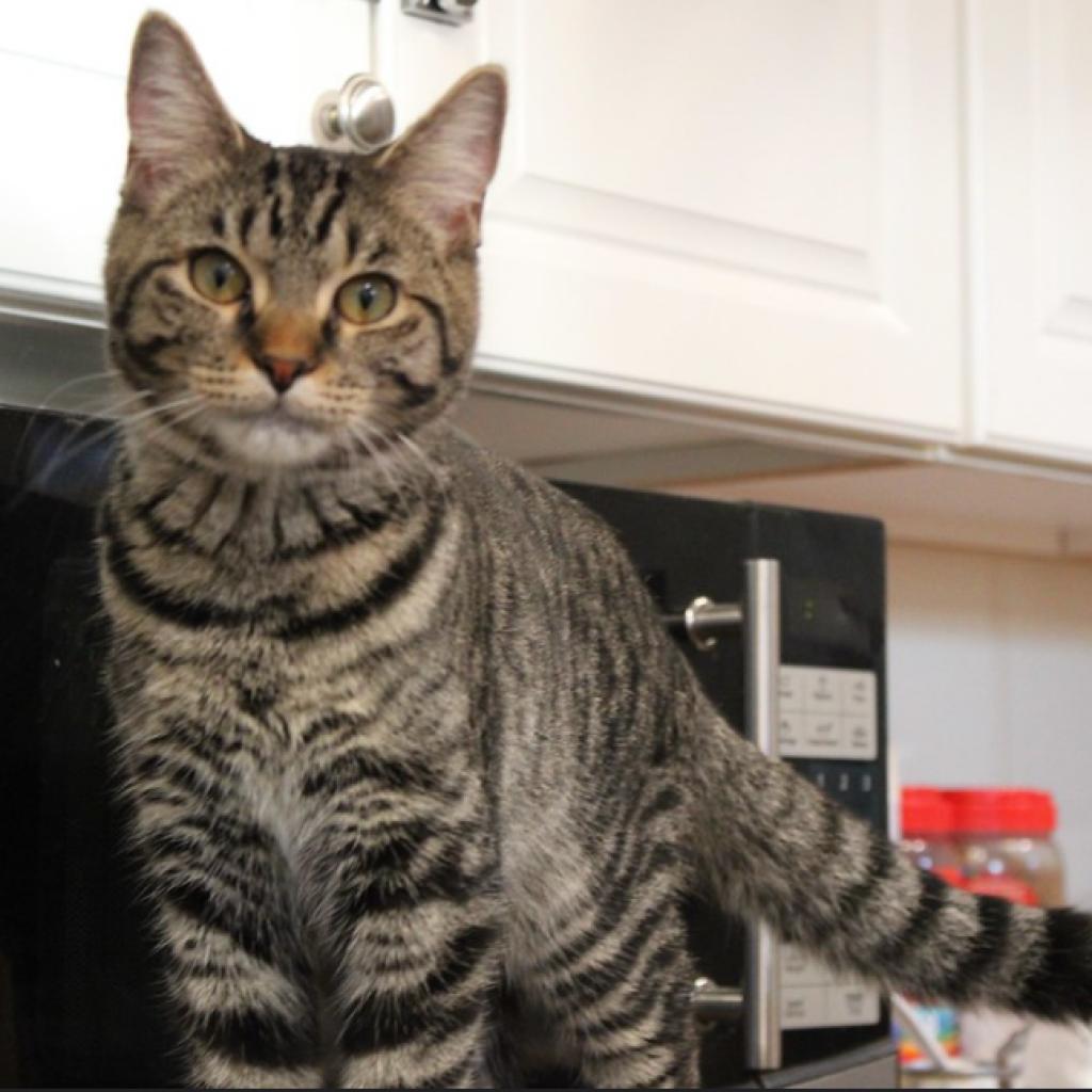 Enlarge Moxy, a Adoptable Domestic Short Hair in Defiance, OH image 1/6