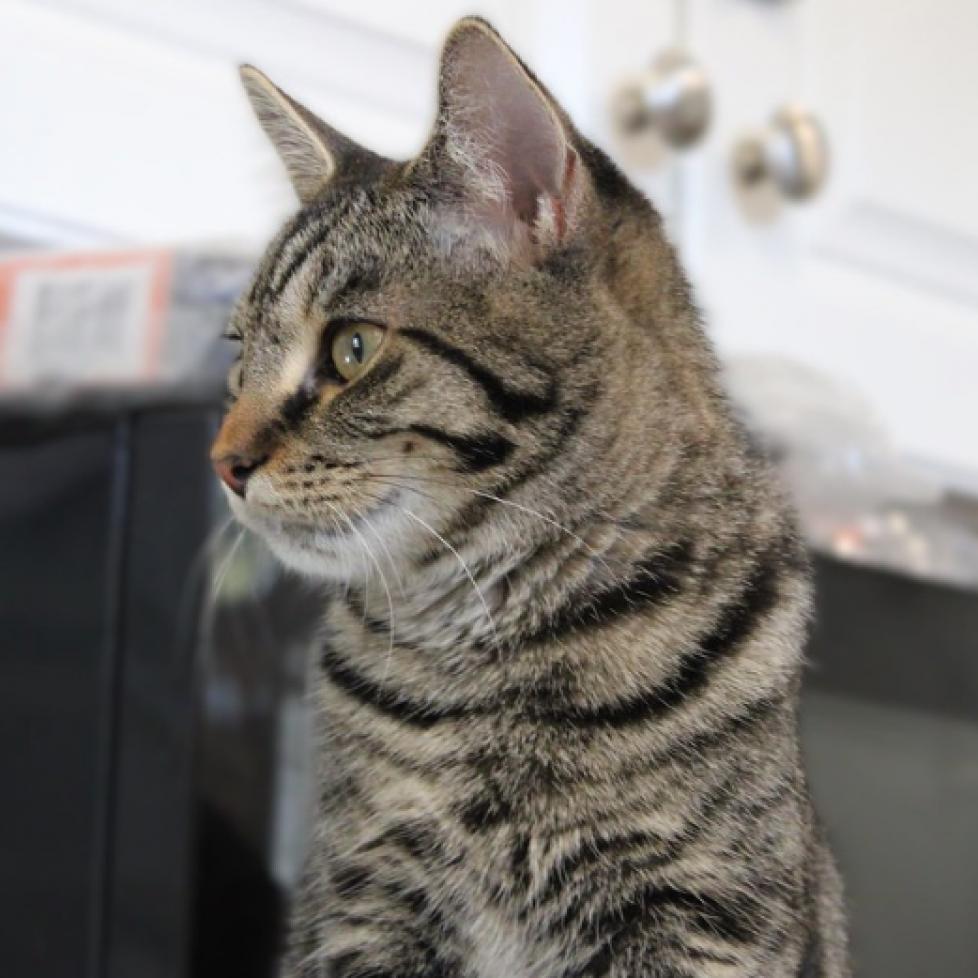 Enlarge Moxy, a Adoptable Domestic Short Hair in Defiance, OH image 3/6