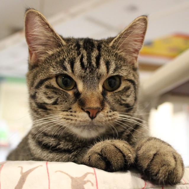 Enlarge Moxy, a Adoptable Domestic Short Hair in Defiance, OH image 4/6