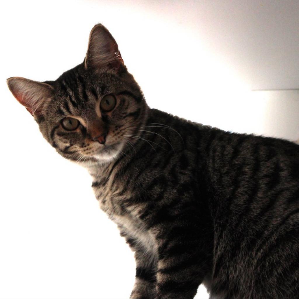 Enlarge Moxy, a Adoptable Domestic Short Hair in Defiance, OH image 6/6
