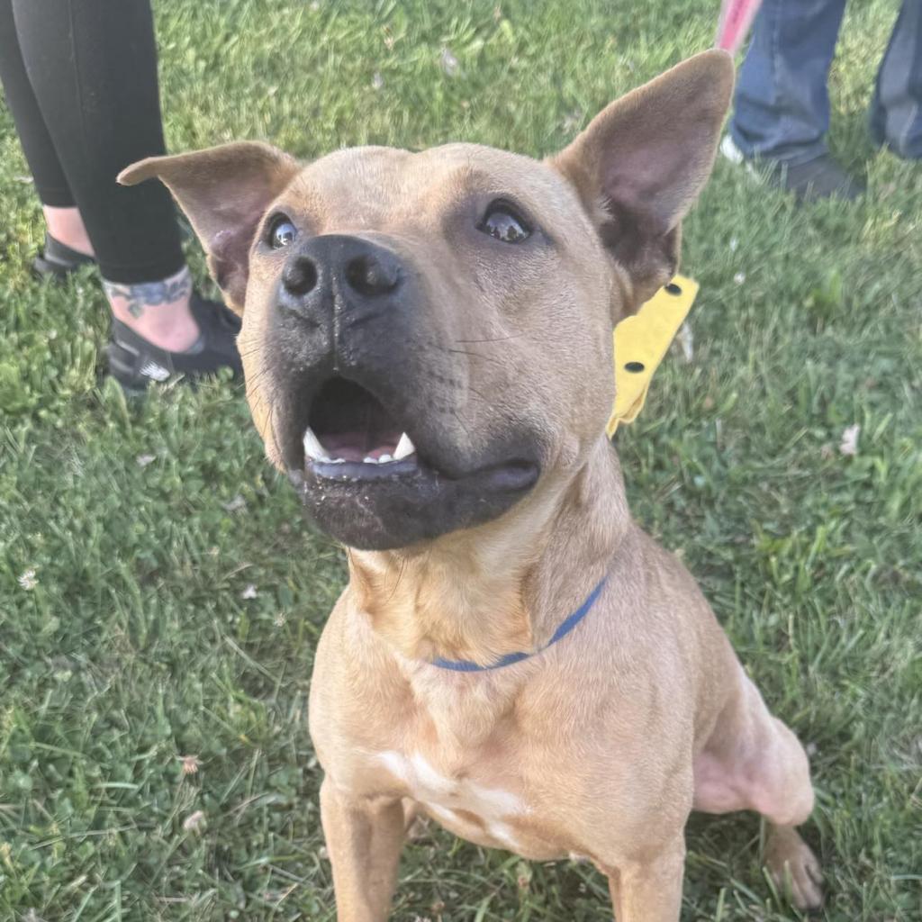 Enlarge Russel, a Adoptable Mixed Breed in Monroe, MI image 1/6