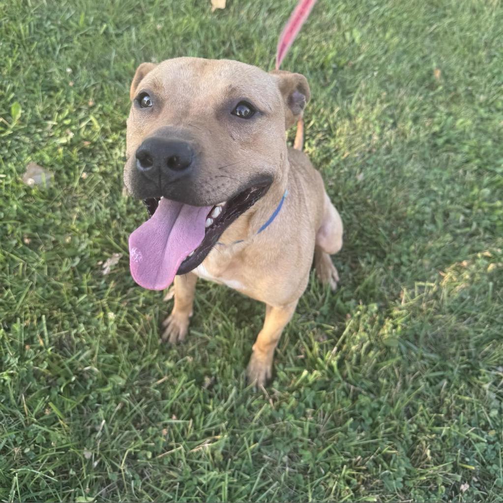 Enlarge Russel, a Adoptable Mixed Breed in Monroe, MI image 2/6