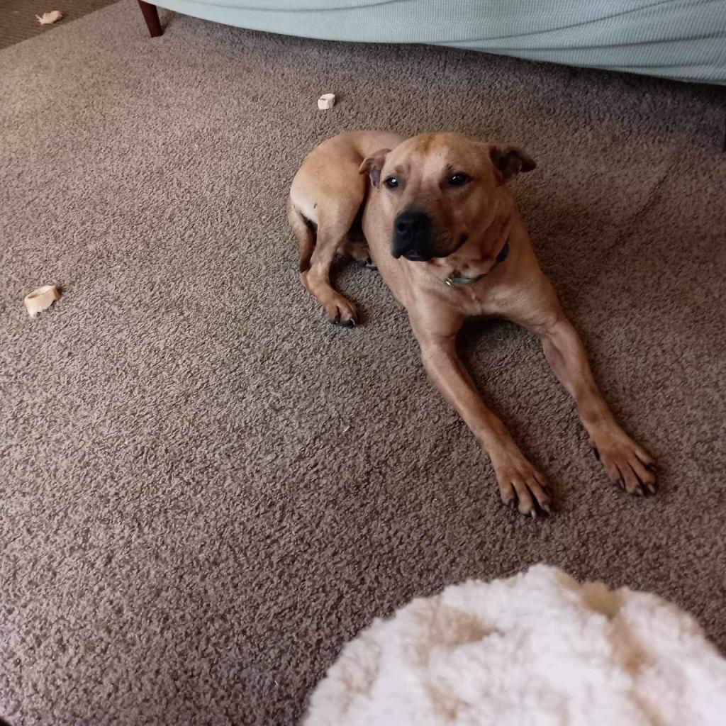 Enlarge Russel, a Adoptable Mixed Breed in Monroe, MI image 3/6