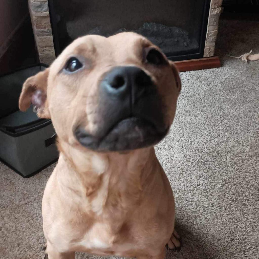 Enlarge Russel, a Adoptable Mixed Breed in Monroe, MI image 4/6