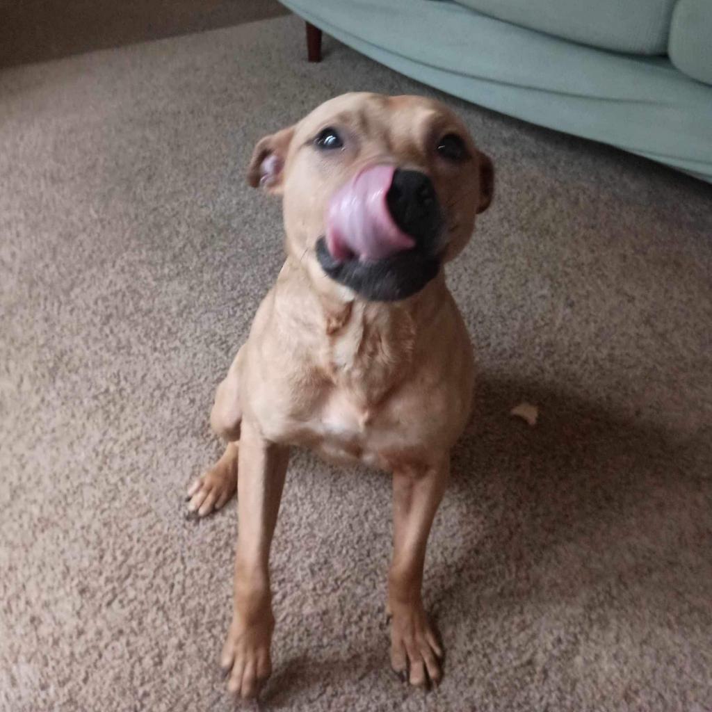 Enlarge Russel, a Adoptable Mixed Breed in Monroe, MI image 5/6