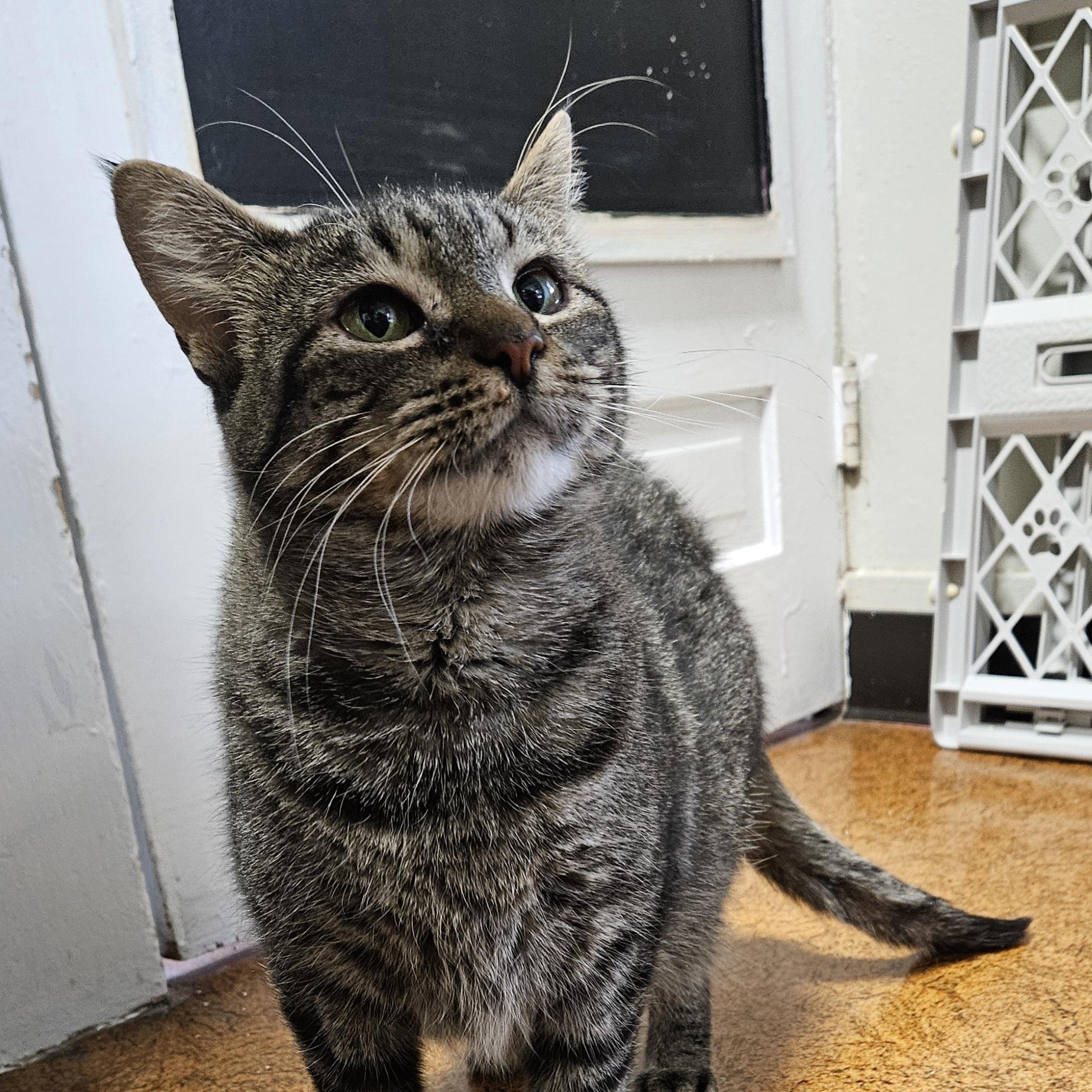 Enlarge Betty Boop, a Adoptable Domestic Short Hair in Brockport, NY image 2/6