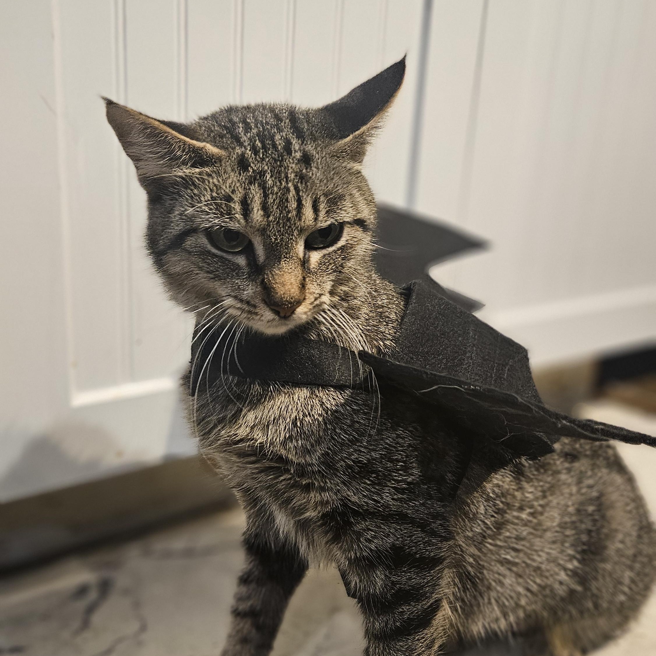 Enlarge Betty Boop, a Adoptable Domestic Short Hair in Brockport, NY image 5/6