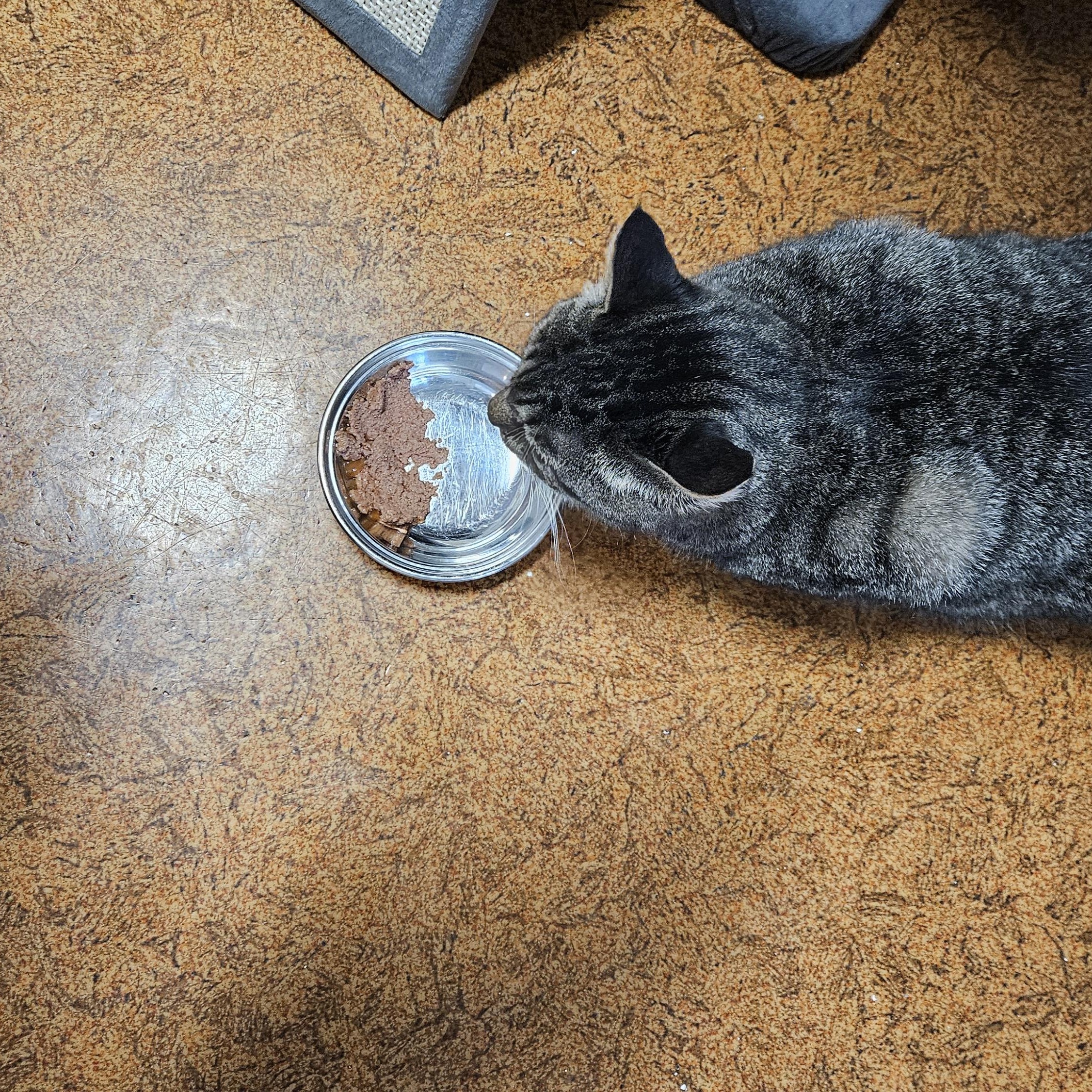 Enlarge Betty Boop, a Adoptable Domestic Short Hair in Brockport, NY image 6/6