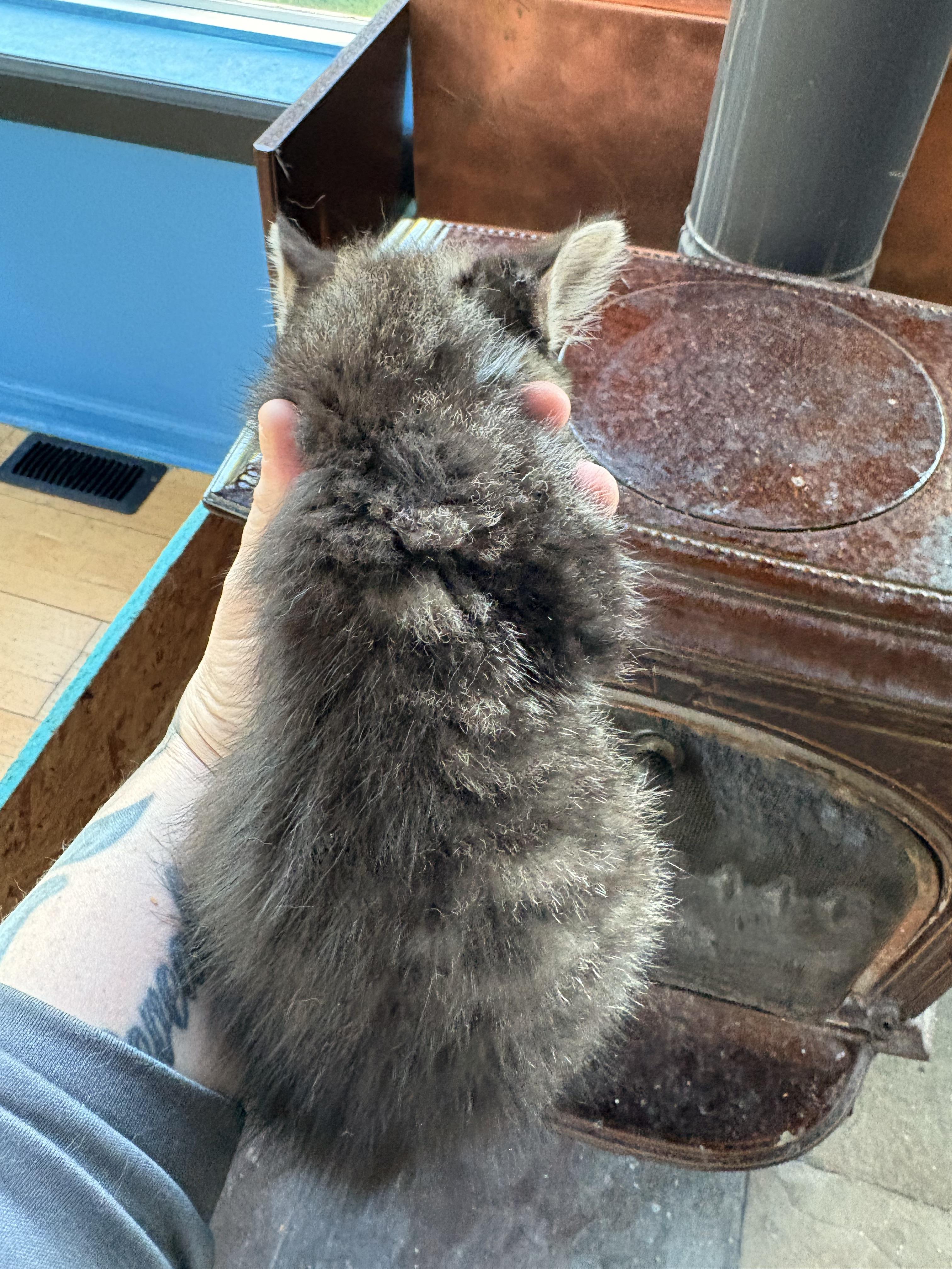 Trixie, Baby Female Domestic Medium Hair