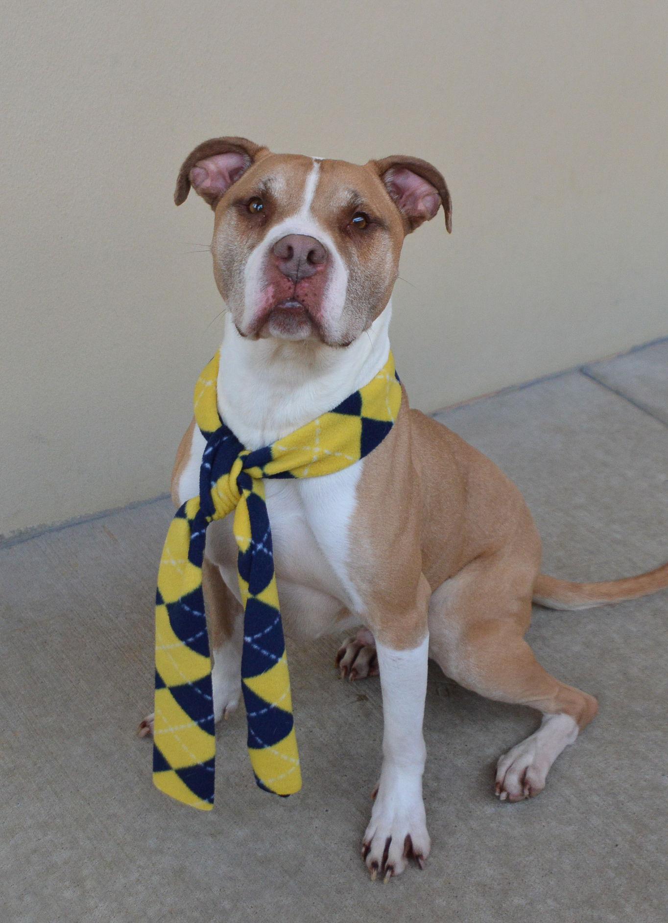 Enlarge Jackpot, a Adoptable Pit Bull Terrier in McKinney, TX image 1/3