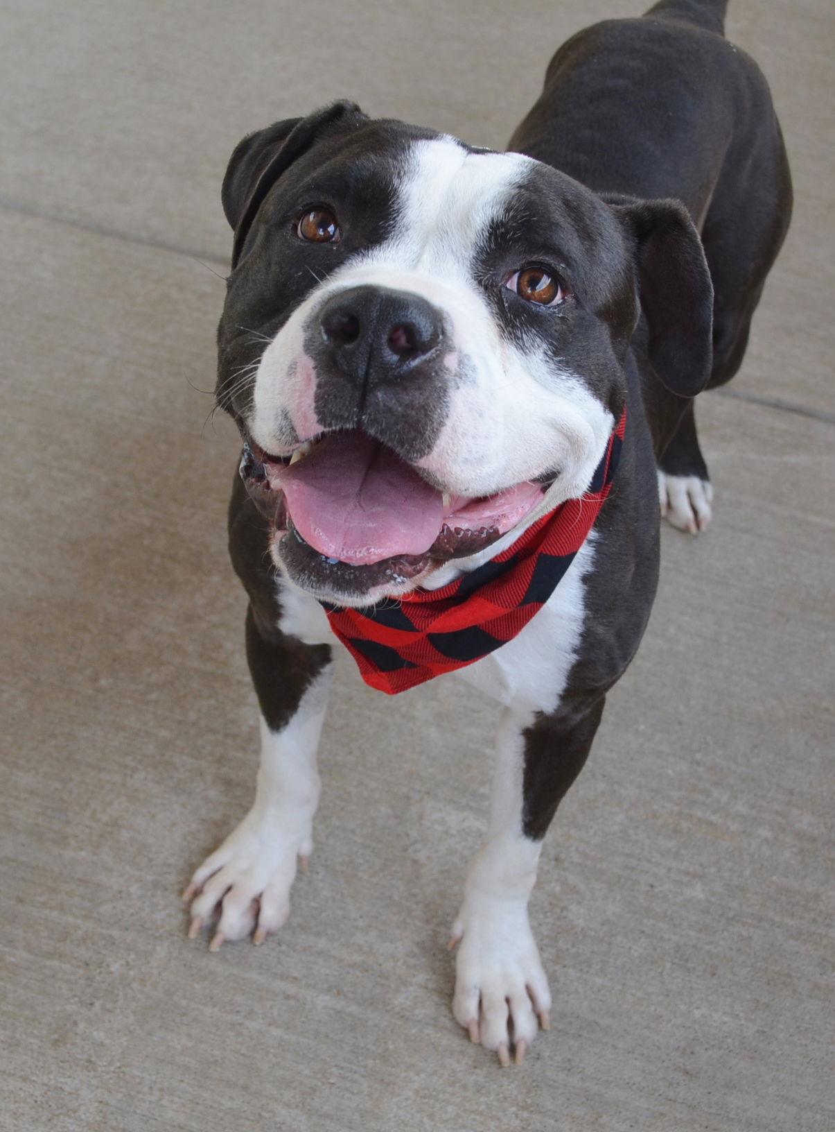 Enlarge Jackpot, a Adoptable Pit Bull Terrier in McKinney, TX image 1/2