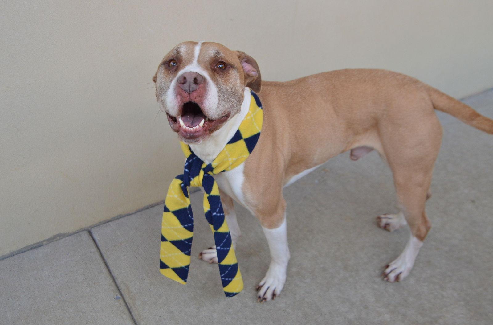 Enlarge Jackpot, a Adoptable Pit Bull Terrier in McKinney, TX image 2/3