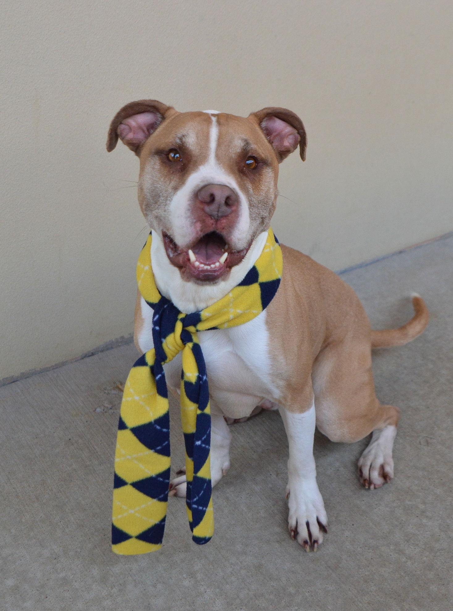 Enlarge Jackpot, a Adoptable Pit Bull Terrier in McKinney, TX image 3/3