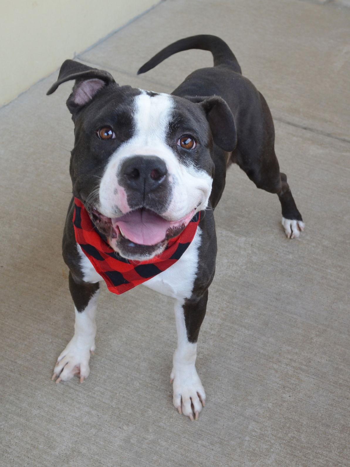 Enlarge Jackpot, a Adoptable Pit Bull Terrier in McKinney, TX image 2/2