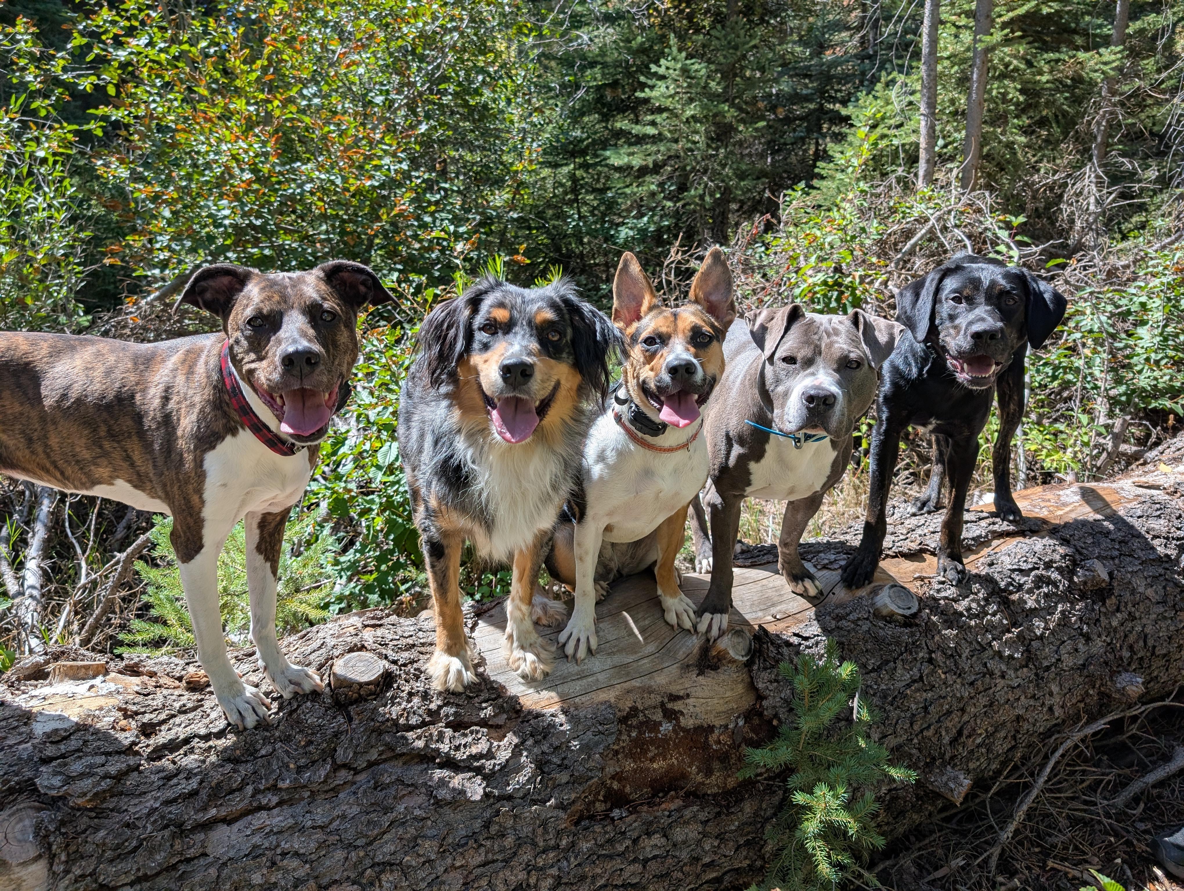 Ruby, an adoptable Cattle Dog, Mixed Breed in Orem, UT, 84057 | Photo Image 5