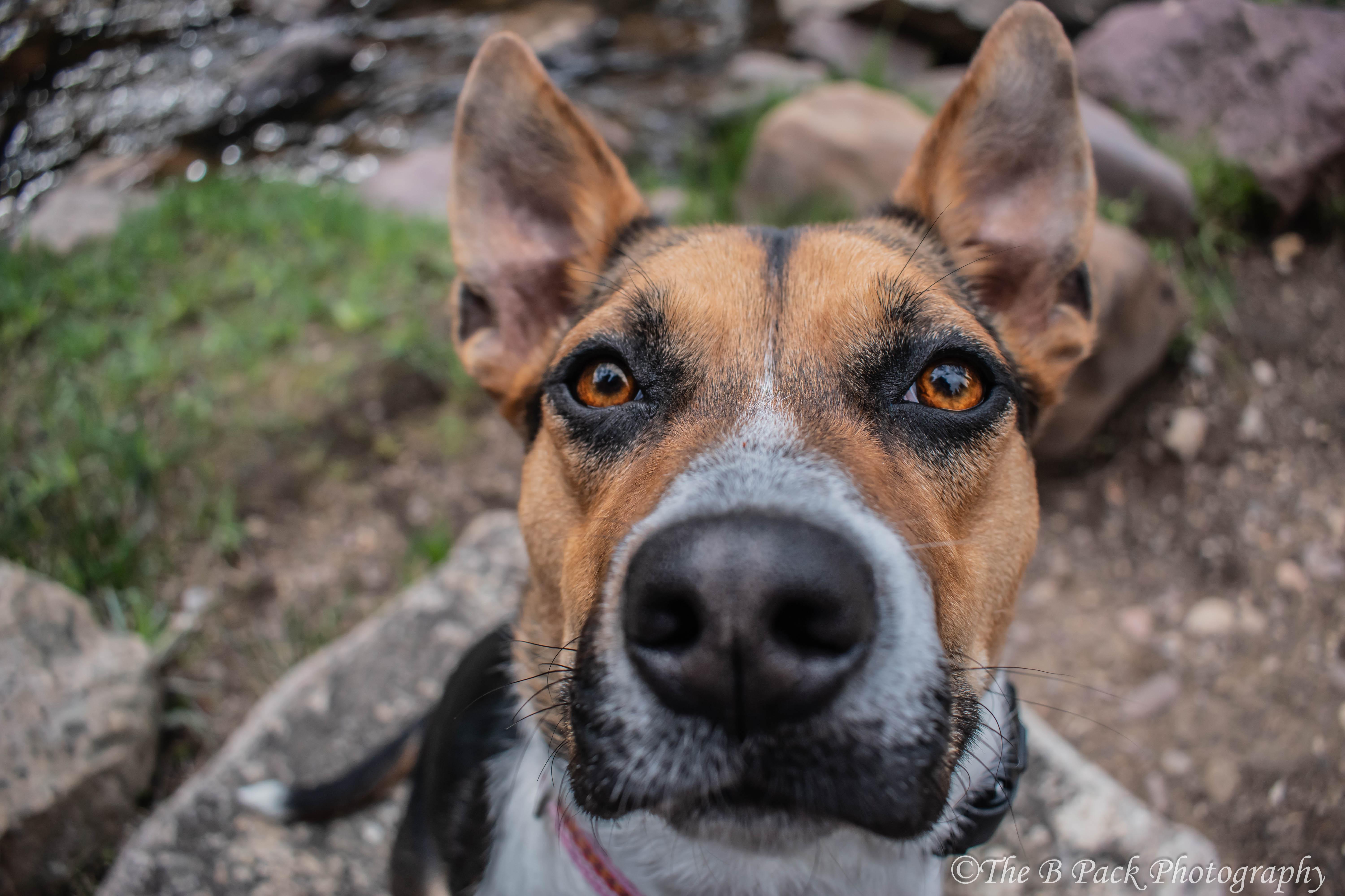 Ruby, a Adoptable mixed breed in Orem, UT image 3/6
