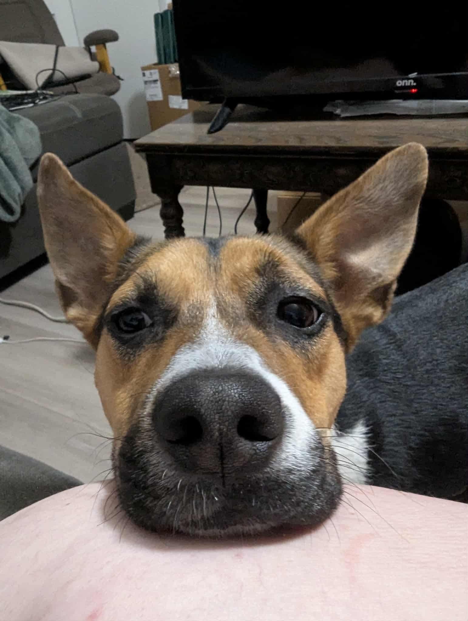 Ruby, a Adoptable mixed breed in Orem, UT image 6/6