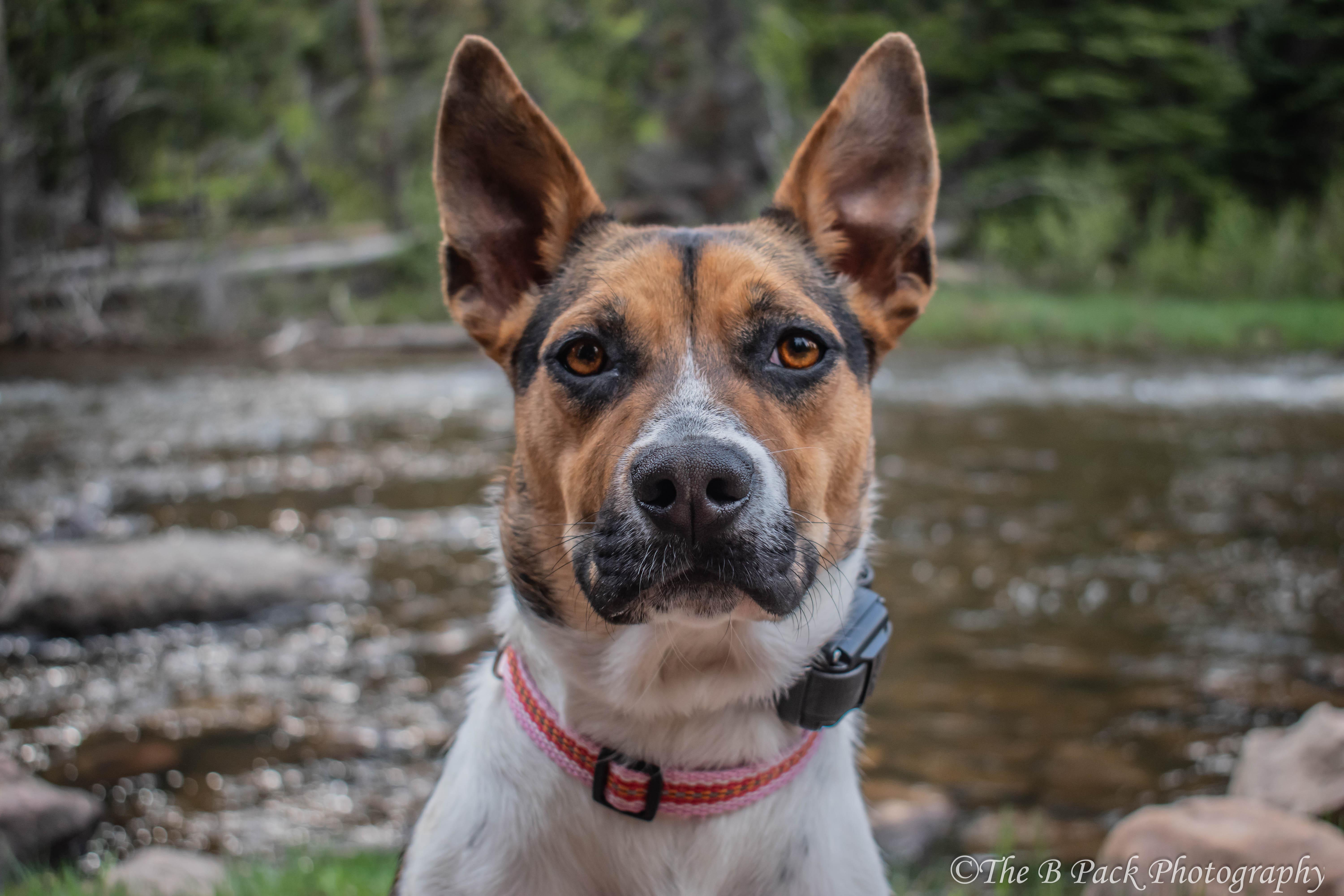 Ruby, a Adoptable mixed breed in Orem, UT image 2/6