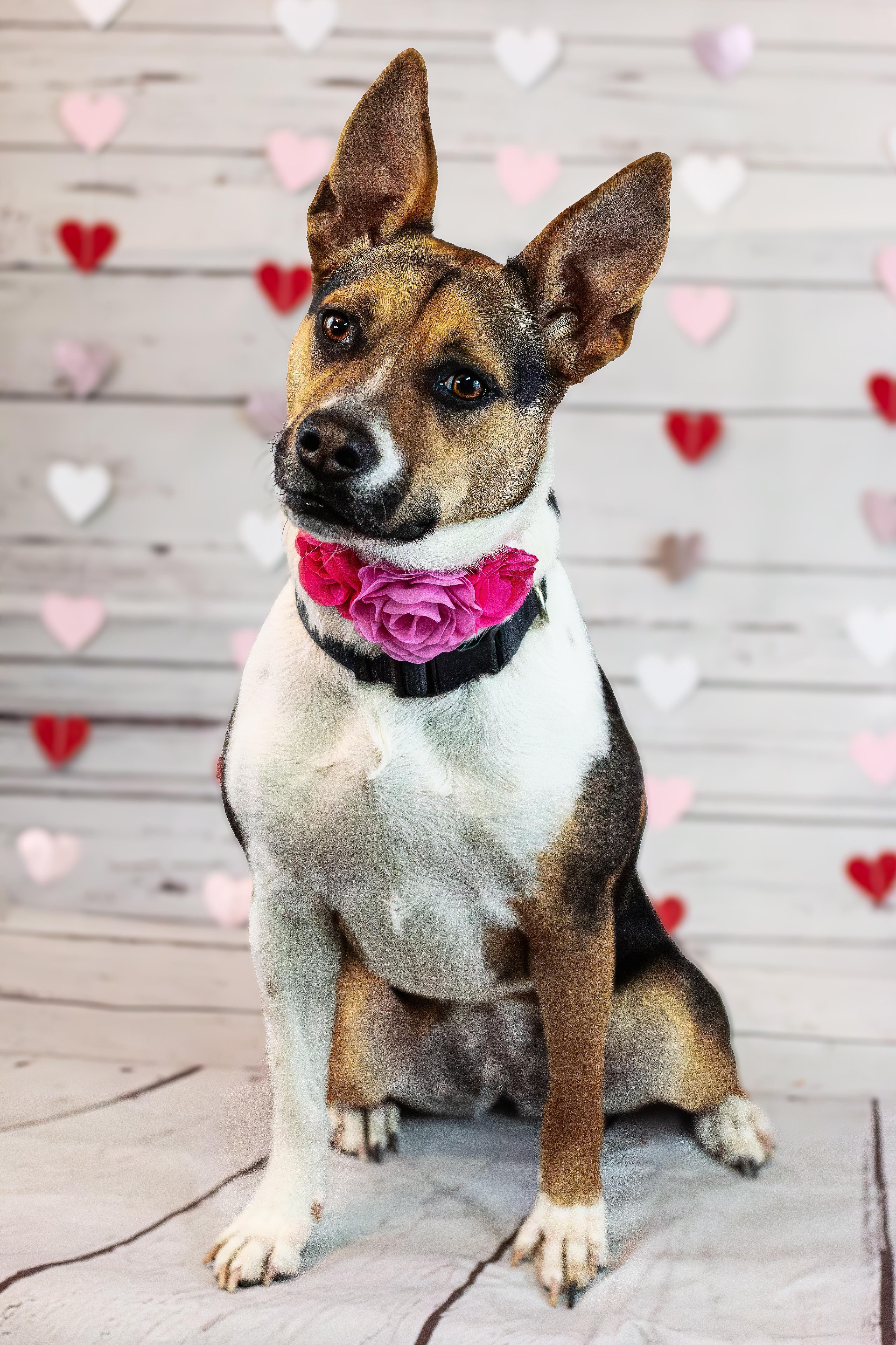 Ruby, Adoptable, Young Female Pit Bull Terrier & Mixed Breed.