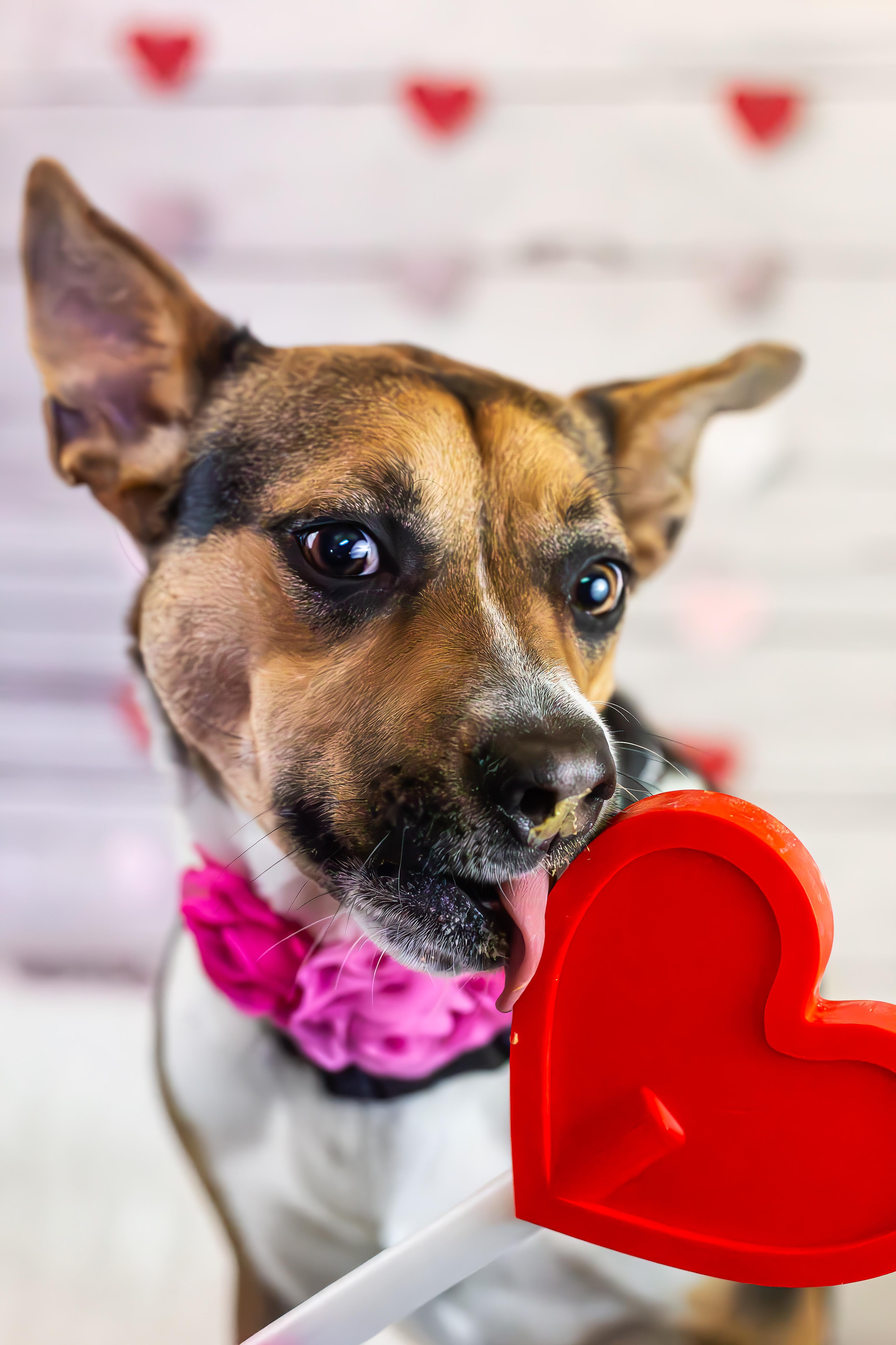Enlarge Ruby, a Adoptable mixed breed in Orem, UT image 6/6