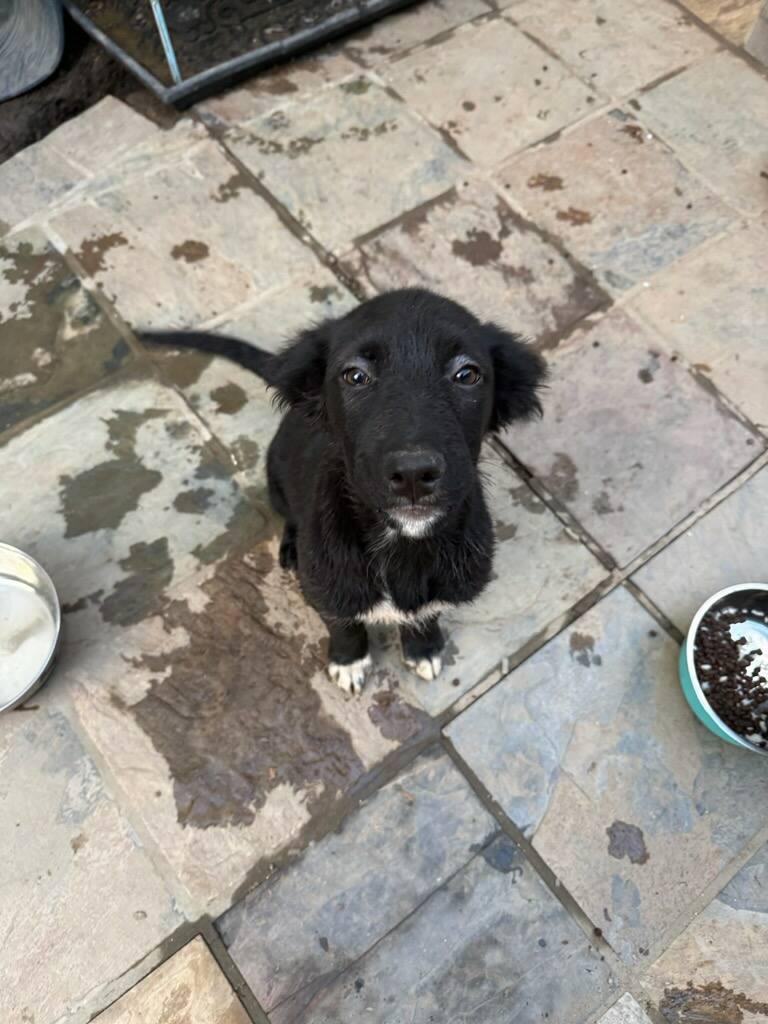 Enlarge Gypsie Rose - Courtesy Listing see info, a Adoptable mixed breed in Polson, MT image 4/5