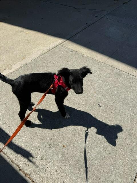 Gypsie Rose - Courtesy Listing see info, Adoptable, Puppy Female Mixed Breed.