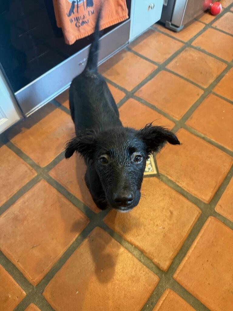 Enlarge Gypsie Rose - Courtesy Listing see info, a Adoptable mixed breed in Polson, MT image 3/5