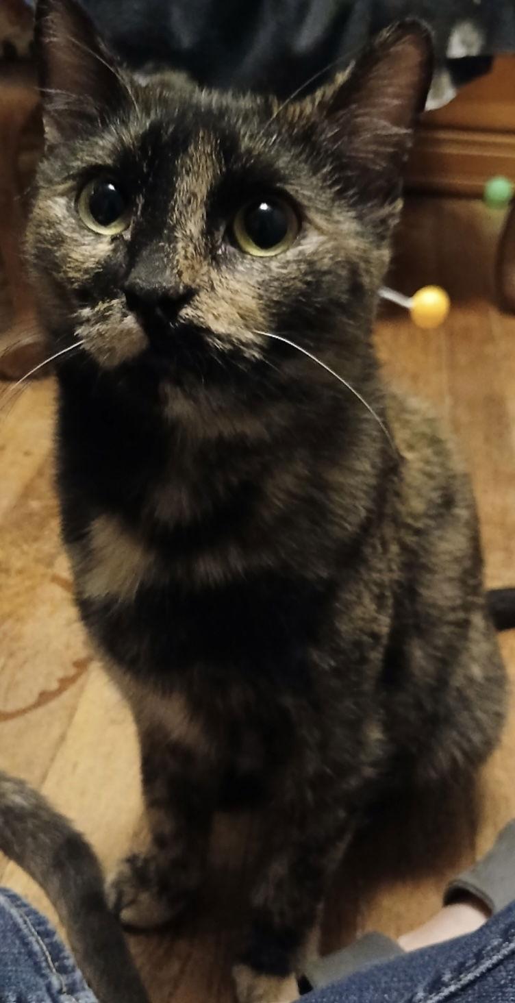 Louise, Adoptable, Adult Female Domestic Short Hair.