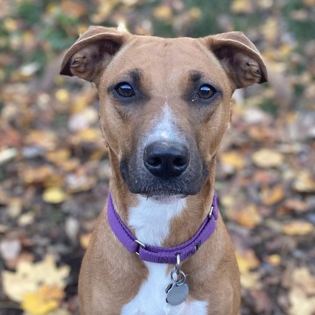 Sasha, Adoptable, Adult Female Labrador Retriever & Hound.