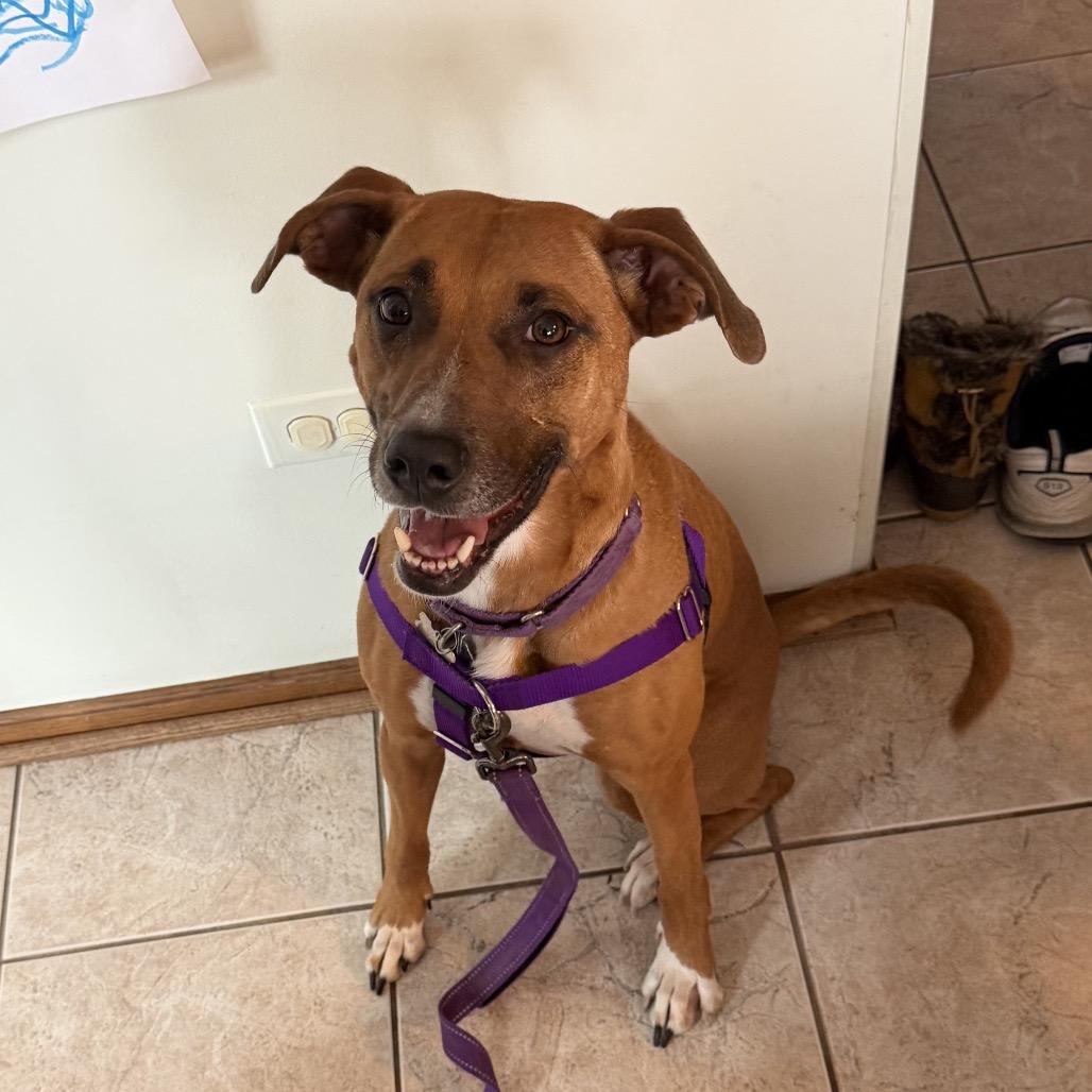 Enlarge Sasha, a Adoptable mixed breed in Silver Spring, MD image 1/4