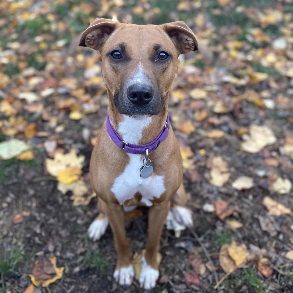 Enlarge Sasha, a Adoptable mixed breed in Silver Spring, MD image 2/4
