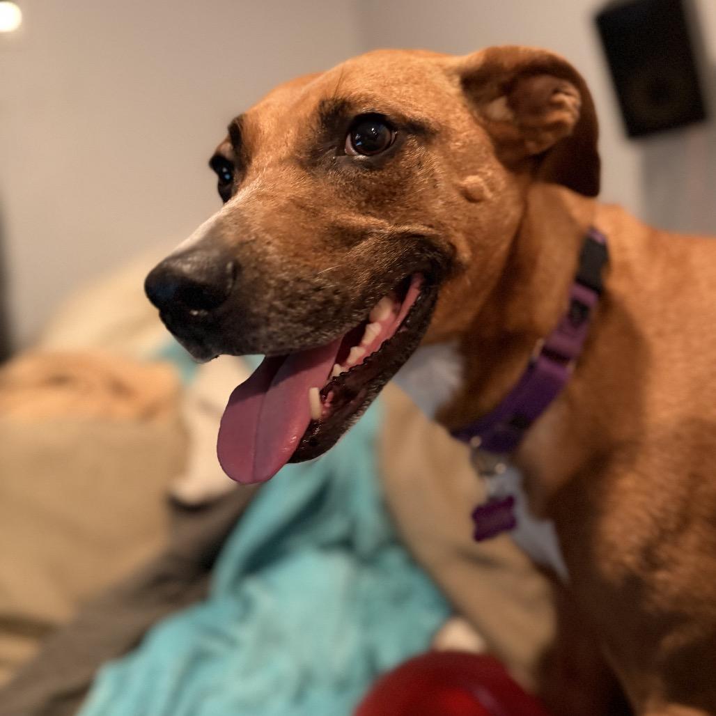 Sasha, a Adoptable mixed breed in Silver Spring, MD image 5/6