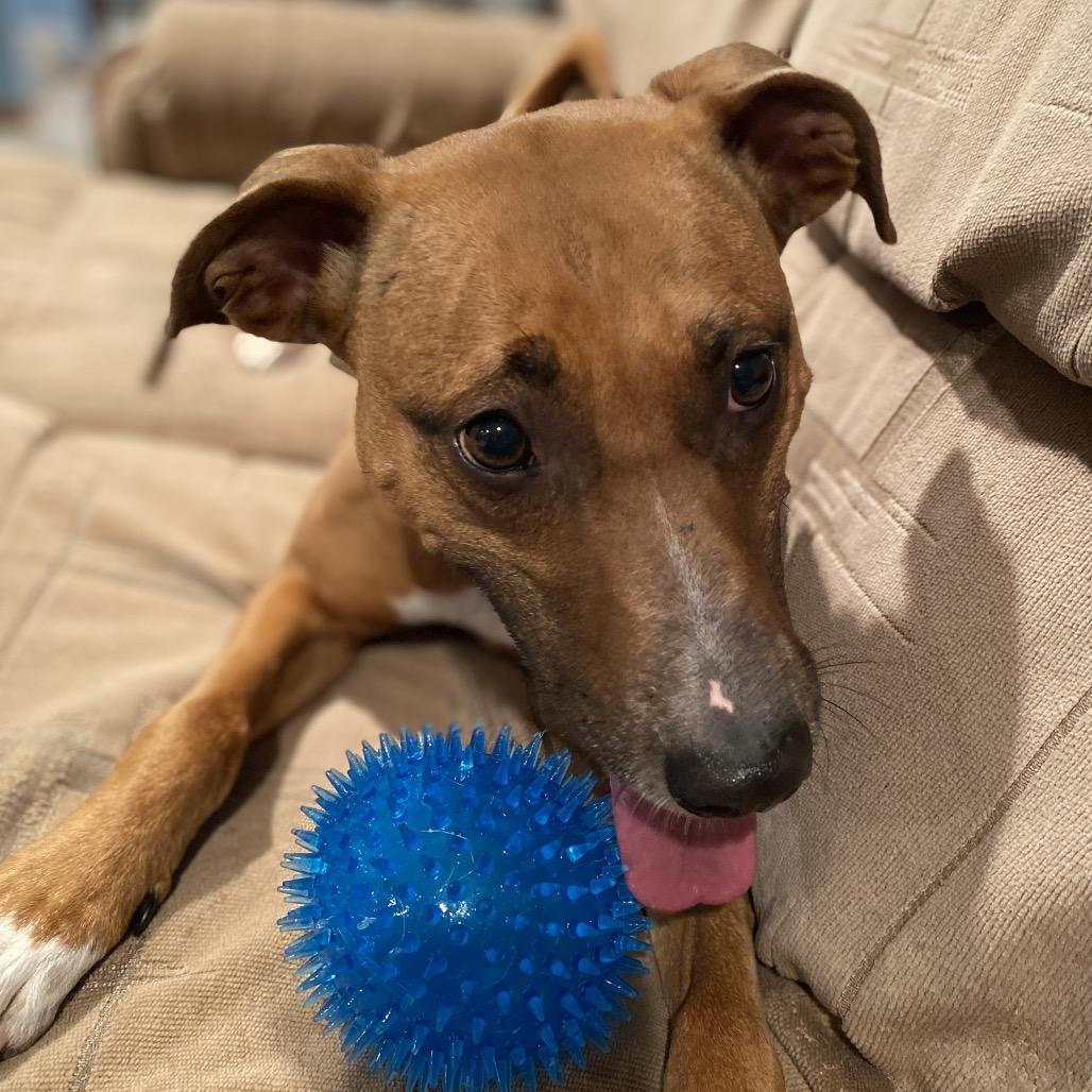 Enlarge Sasha, a Adoptable mixed breed in Silver Spring, MD image 3/4