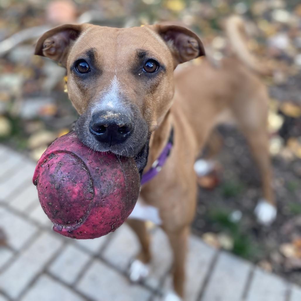 Enlarge Sasha, a Adoptable mixed breed in Silver Spring, MD image 4/4