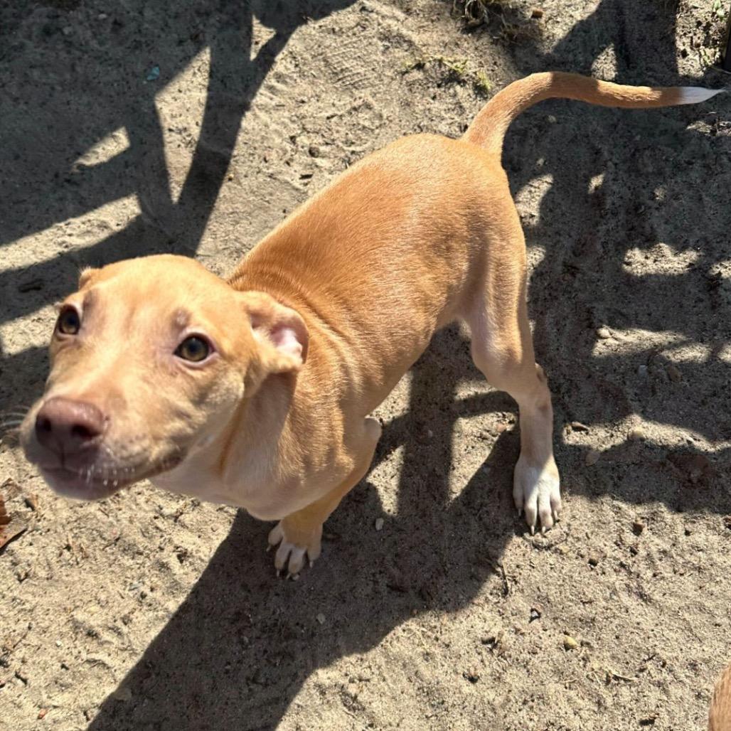 Pecan — thumbnail 2