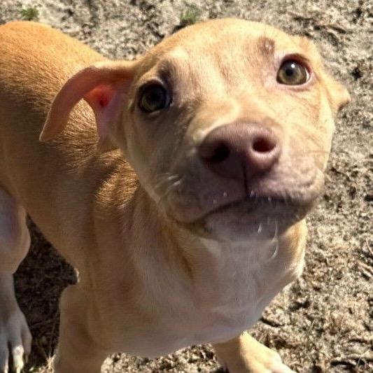 Pecan — thumbnail 3