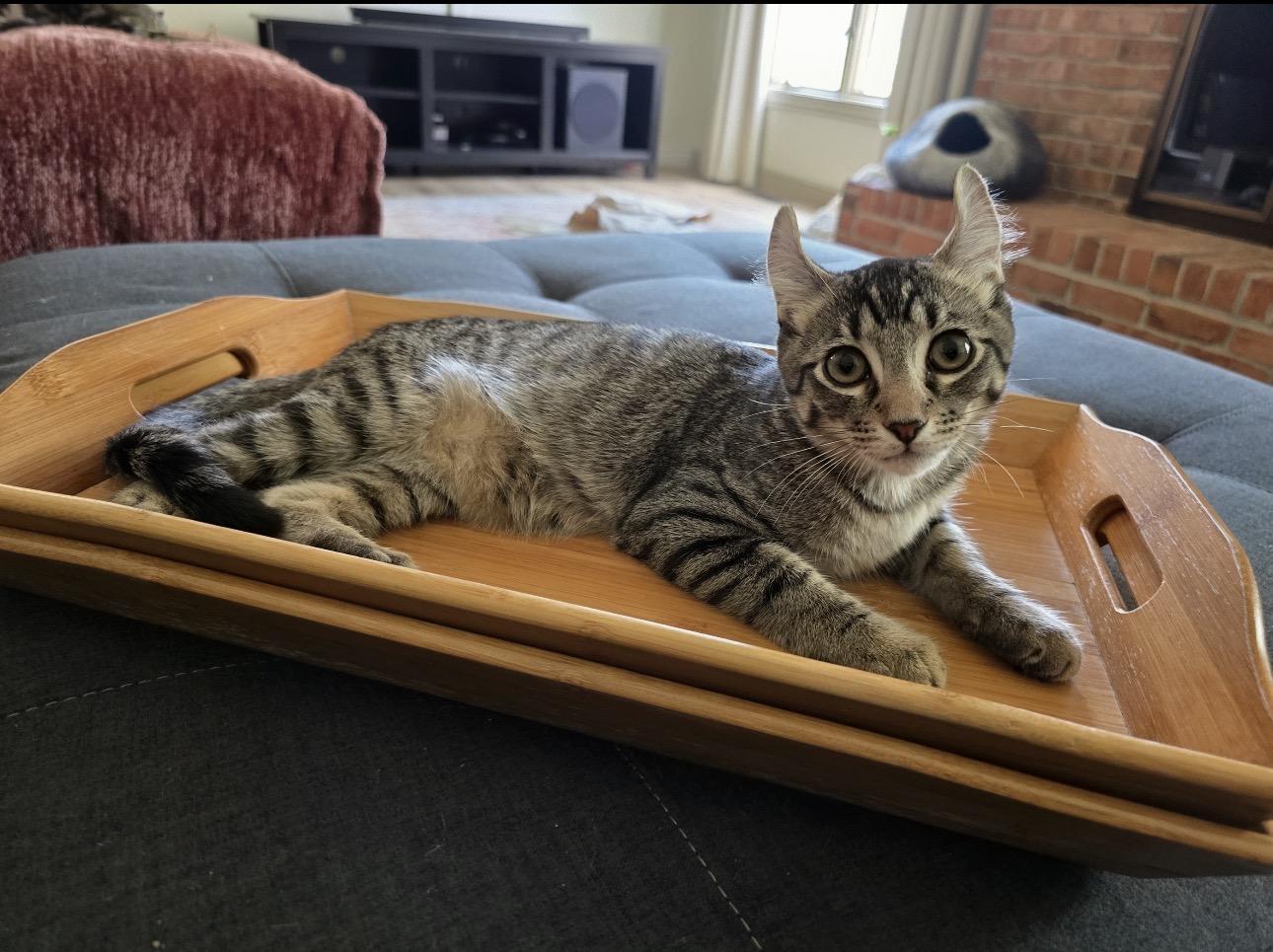 Miso, an adopted mixed breed in Rochester Hills, MI image 5/5