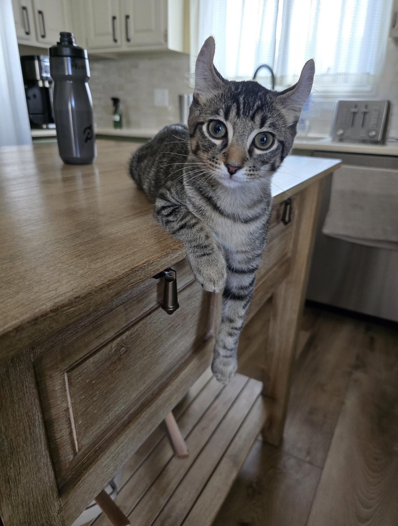 Miso, an adopted mixed breed in Rochester Hills, MI image 2/5