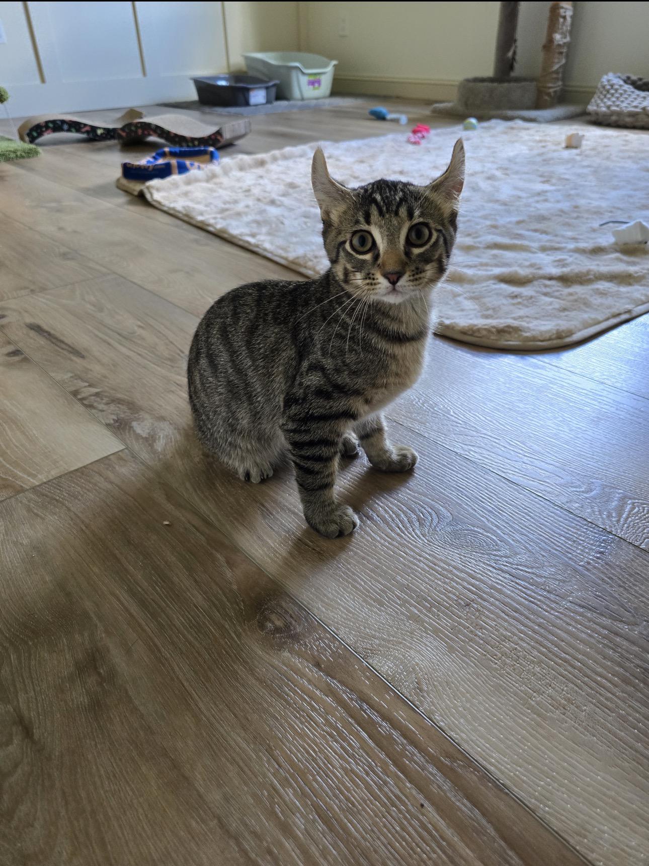 Miso, an adopted mixed breed in Rochester Hills, MI image 4/5