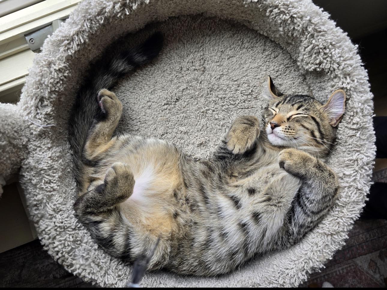 Miso, an adopted mixed breed in Rochester Hills, MI image 3/5