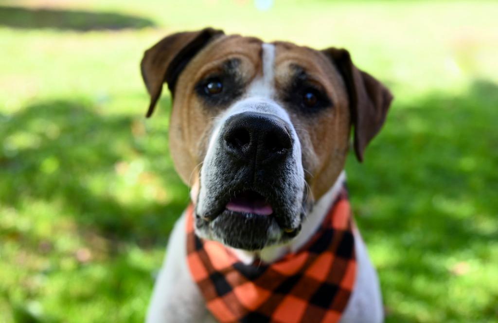 Wally, a Adoptable Pit Bull Terrier in Gloversville, NY image 1/6