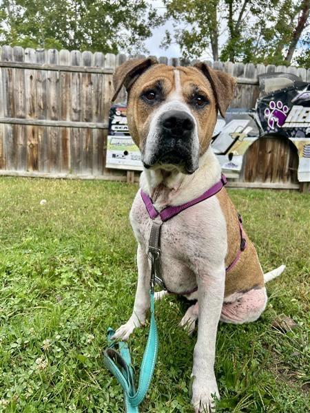 Wally, Adoptable, Adult Male Pit Bull Terrier.