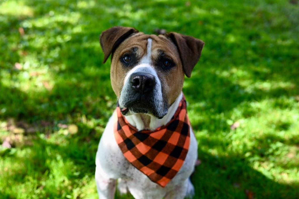 Wally, a Adoptable Pit Bull Terrier in Gloversville, NY image 2/6